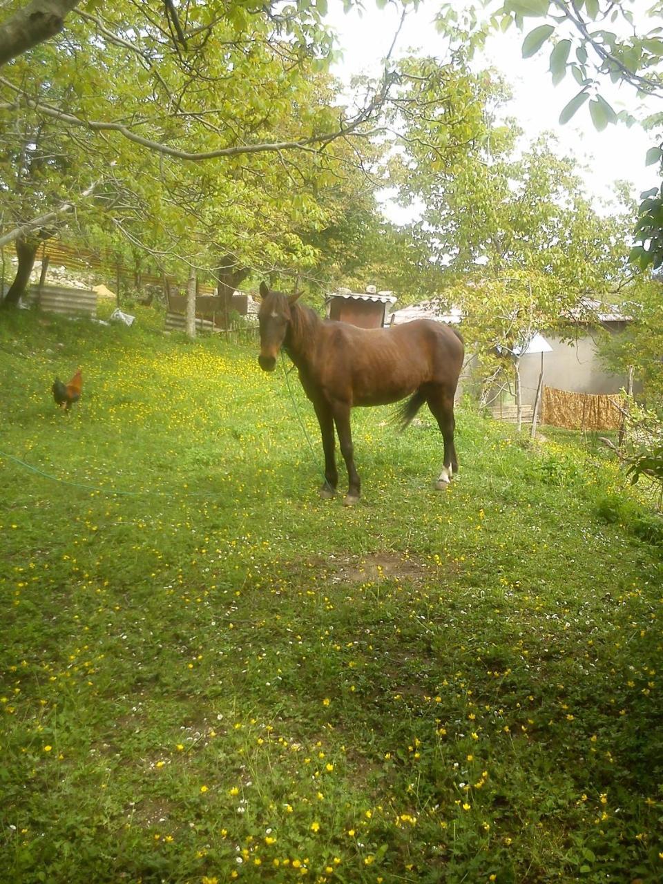 Guest House Guliada Gordi Dış mekan fotoğraf
